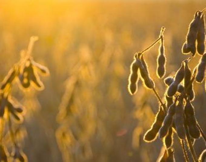 Tras el informe del USDA, los precios pierden fuerza