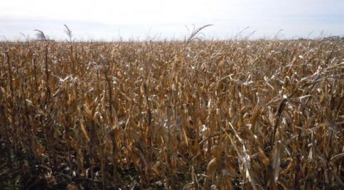 El 25% de la producción maicera aún en pie