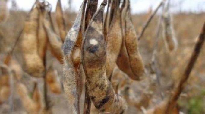 Se prolongó la caída de los precios de la soja en la Bolsa de Chicago