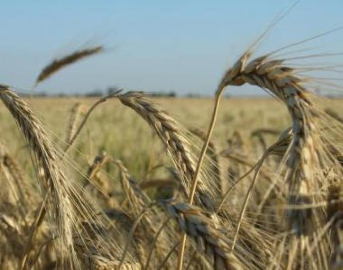 Cómo alcanzar el techo productivo en trigo