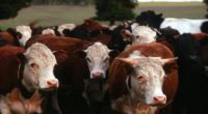 La AFIP fiscalizará la totalidad del rodeo vacuno
