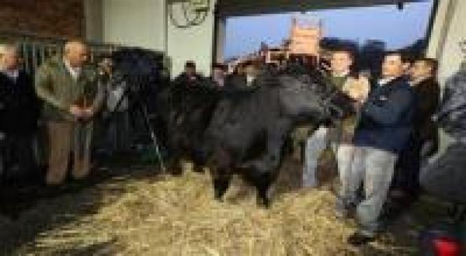 Comenzó el ingreso de bovinos en La Rural