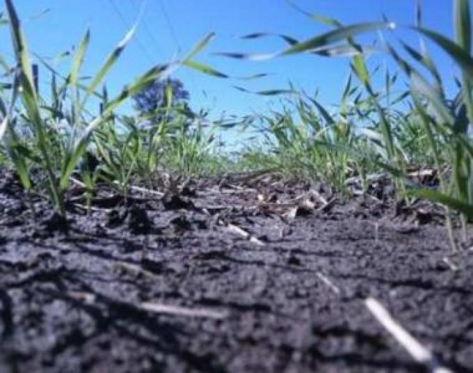 100 mil ha menos sobre la intención de trigo