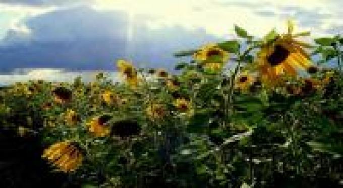 Precio superior para el aceite de girasol alto oleico