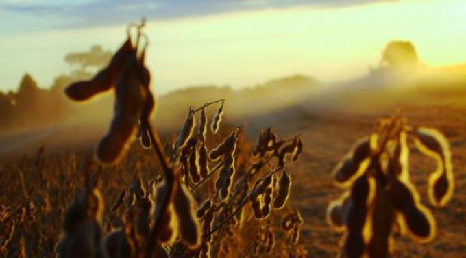 Soja: una campaña baja en proteína