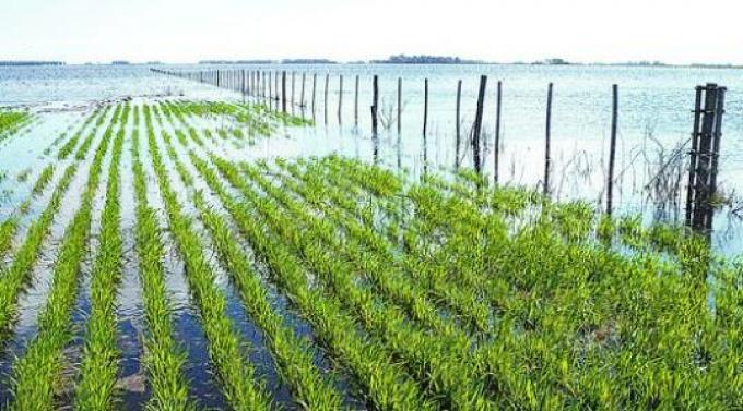 Graves pérdidas en trigo por temporal en el sur bonaerense