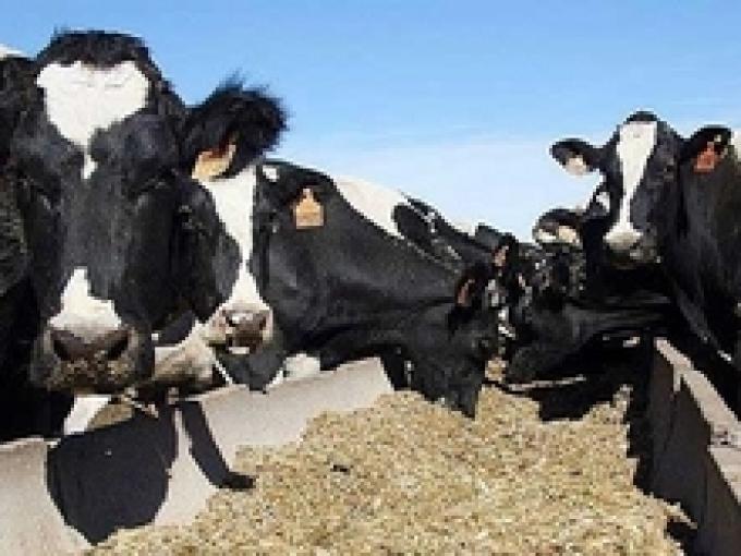 Cambio climático y su impacto en la producción ganadera