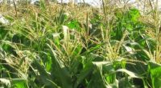Estiman una caída de área maicera del 16%