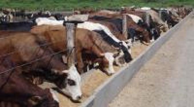 Feedlots comienzan a vaciarse y habrá menos carne