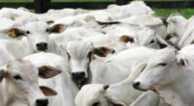 Proteina animal: crecen envíos de Brasil a Rusia