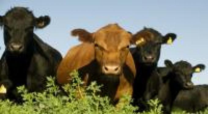 Nuevas estrategias para la carne argentina