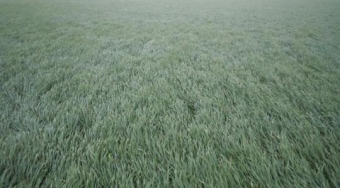 Lluvias oportunas para el trigo y el maíz en la zona núcleo