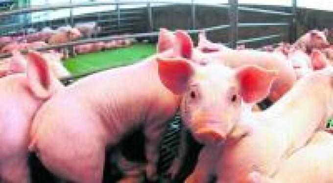 Producción de carne porcina creció un 7,59%