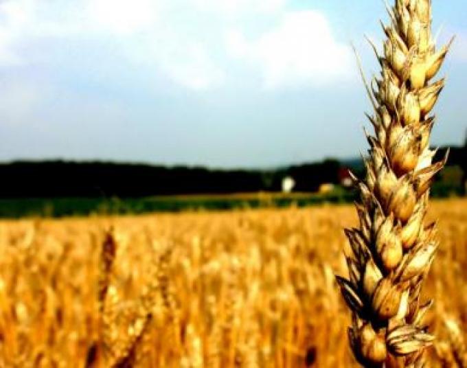 Coberturas en trigo cayeron más de un 30%