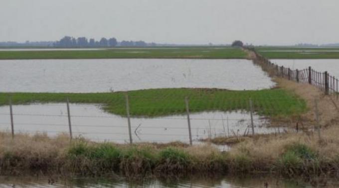 Ya se perdieron casi 150.000 hectáreas de trigo y cebada por las inundaciones.