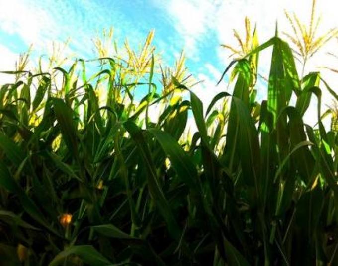 "El maíz está en su peor precio en 10 años"