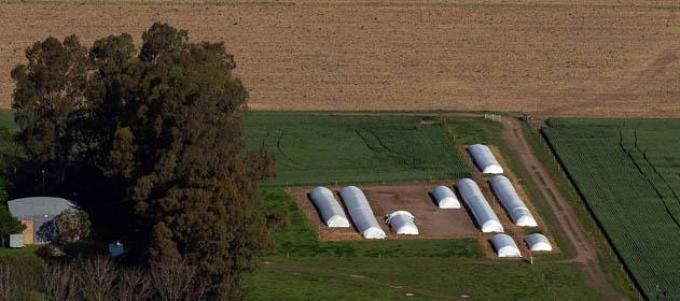 Afirman que la mitad de la cosecha de granos está en mano de los productores