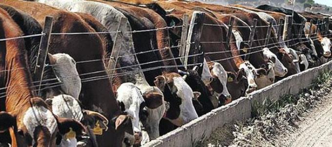 Feedlot: Brasil duplicaría su producción en nueve años