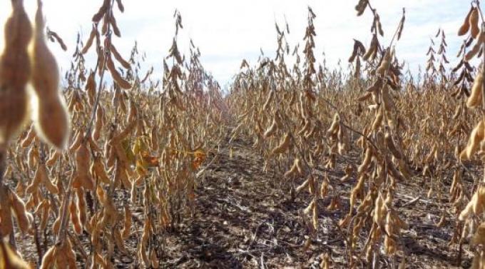 Recortan pronóstico de cosecha de soja en la Argentina y Brasil