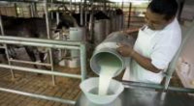 La leche, beneficiada por el precio del maíz