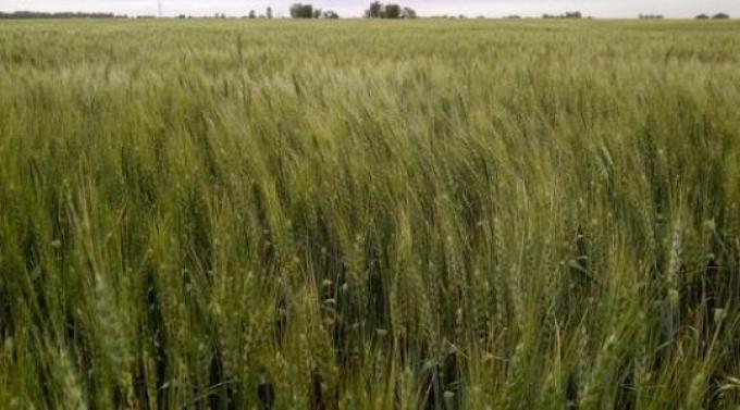 El calor puso al trigo entre las cuerdas en la zona núcleo