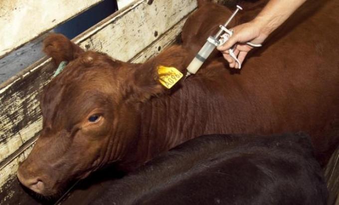 Nanovehículo mejora la eficiencia de vacunas