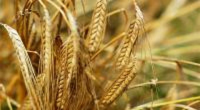 Caen los rindes de trigo en zona núcleo