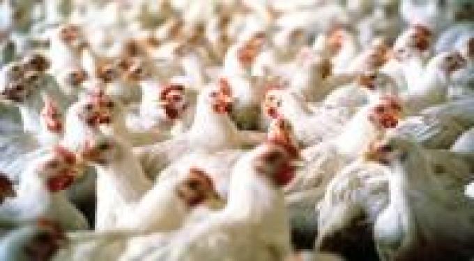 Industria avícola nacional con buenas perspectivas