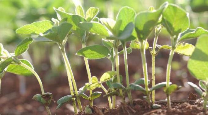 Finaliza la siembra de soja de primera en la zona núcleo