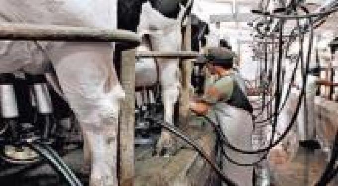 Crisis lechera: abren líneas de crédito por $ 500 millones para pequeños productores.