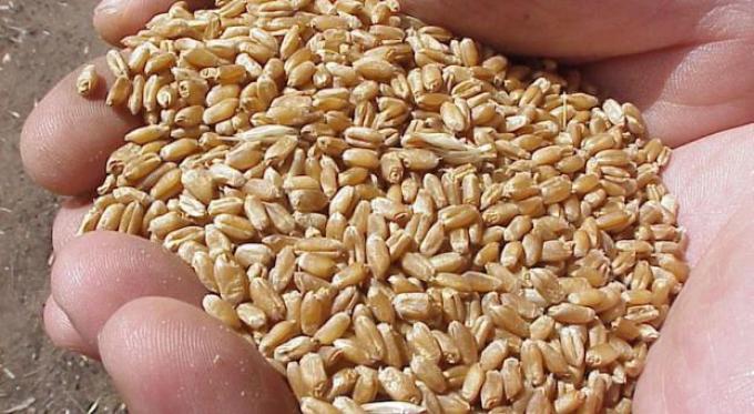 Carbap se movilizara por las trabas a la venta del trigo.