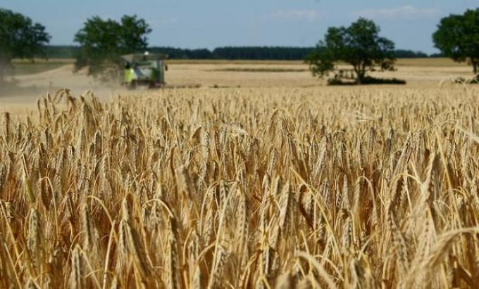 Se movilizó 30% menos de máquinas para cosechar trigo
