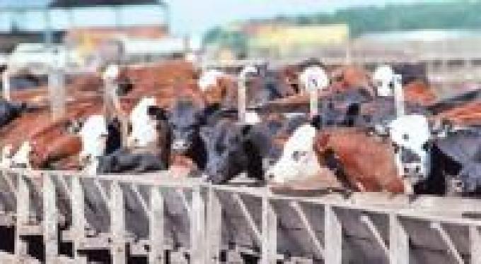 Cierre de año con saldo positivo para el engorde a corral.
