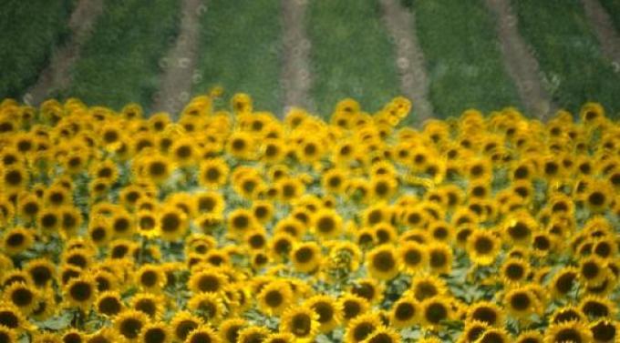 Girasol: se cosechó 13% de área apta