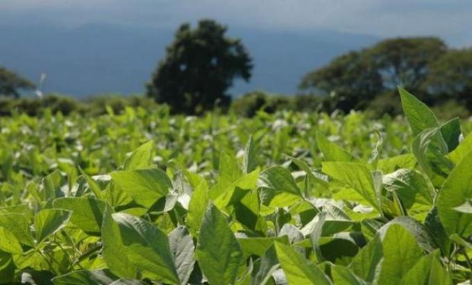 El clima mantiene la perspectiva de una cosecha local récord