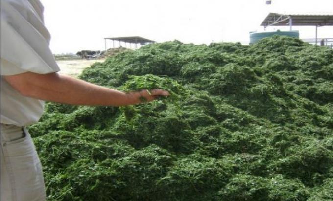 Claves para una buena alfalfa