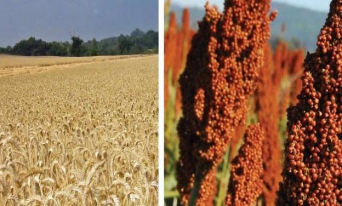 Cebada y sorgo: fuera del programa de estímulo del Gobierno