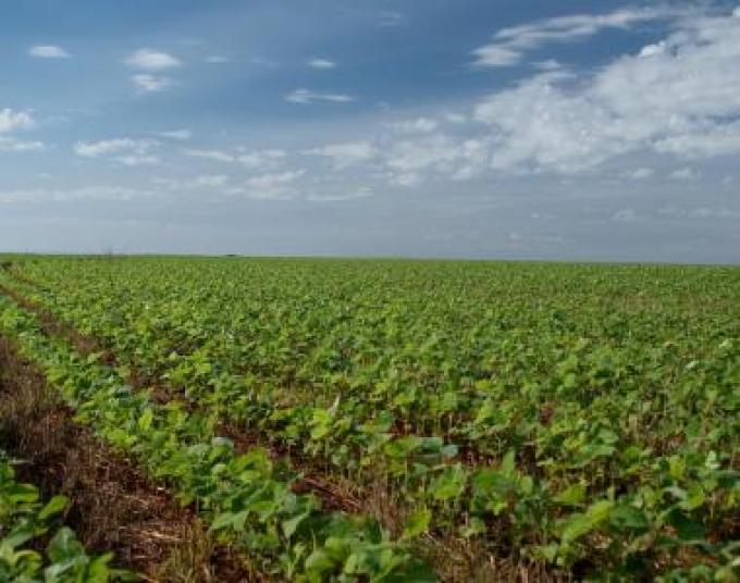 Clima cambió a tiempo para la soja en Brasil