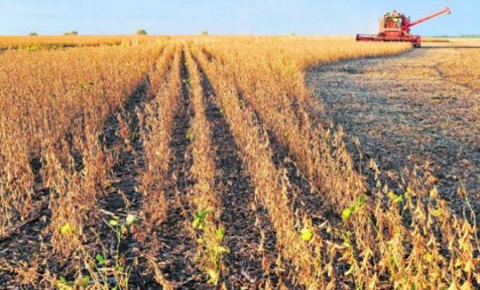 Escenario "entreverado" en plena cosecha de soja en Uruguay