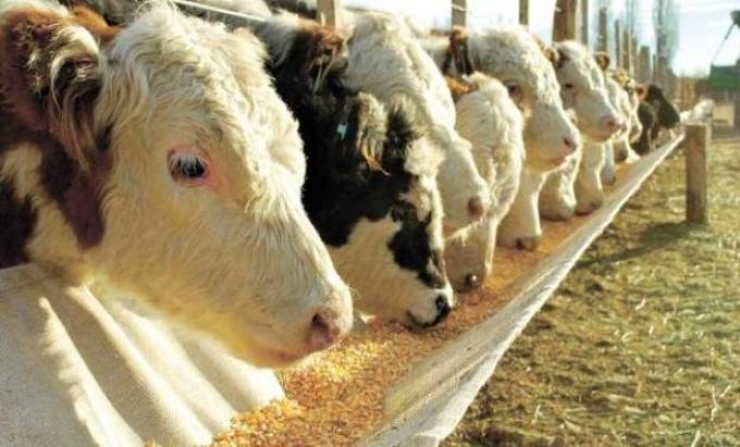 Los feedlots pelean el negocio de los cortes caros de carne