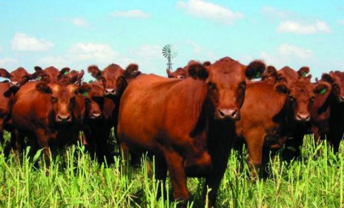 Desafíos de la ganaderia para el noroeste cordobés