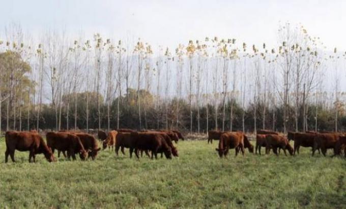 La recría, con alto potencial para crecer en zonas semiáridas