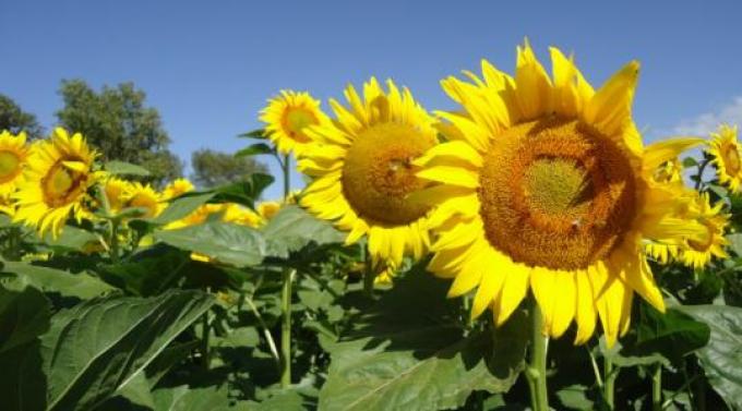 En los ambientes bajos el girasol hace tope.