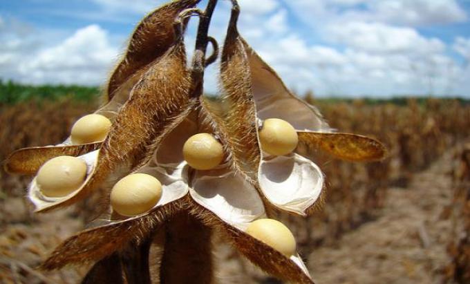 Fenómeno El Niño traería nueva producción récord de soja