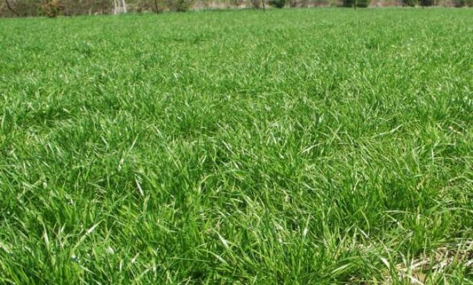 Nuevas estrategias para acorralar al Rye Grass