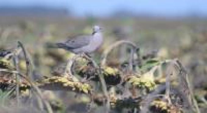 Las palomas: un mal que ataca al girasol