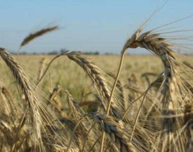 El trigo, cada vez más cerca de la peor siembra en una década