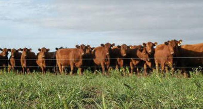 Estiman que el stock vacuno de Uruguay crecerá a más de 12 millones de cabezas