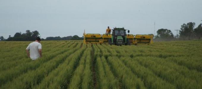 El área triguera 15/16 podría caer un millón de hectáreas