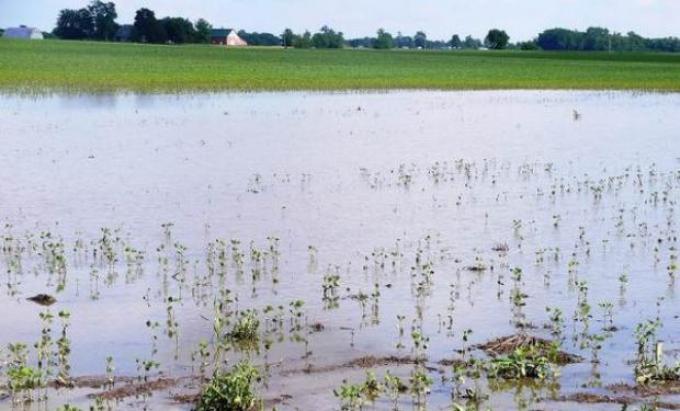 Ante el exceso de lluvias, una oleada de subas para los granos 